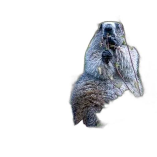 animal, creature, hair, staff transparent PNG cut-out