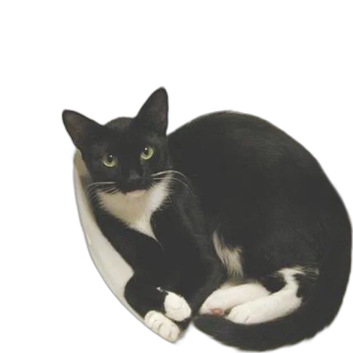 hat, animal, staff, crown transparent PNG cut-out