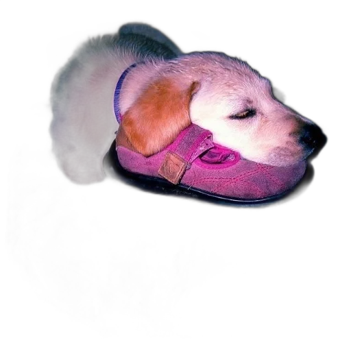 hat, animal, creature, shoes transparent PNG cut-out