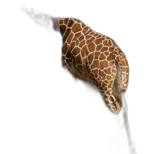 umbrella, animal, staff, hat transparent PNG cut-out