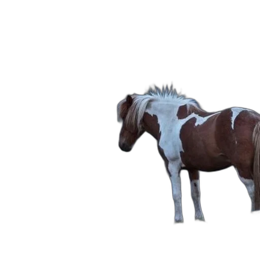animal, creature, weapon, furniture transparent PNG cut-out