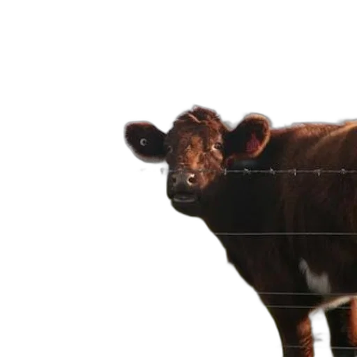 animal, creature, face, weapon transparent PNG cut-out