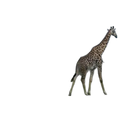 animal, creature, umbrella, hat transparent PNG cut-out