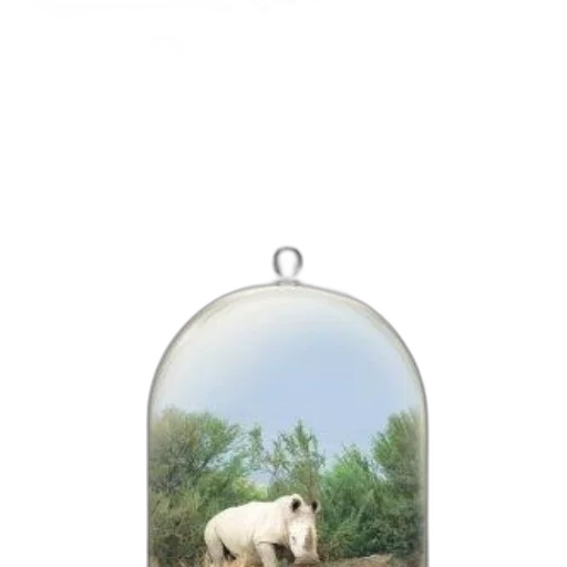 bottle, animal, jewelry, tree transparent PNG cut-out