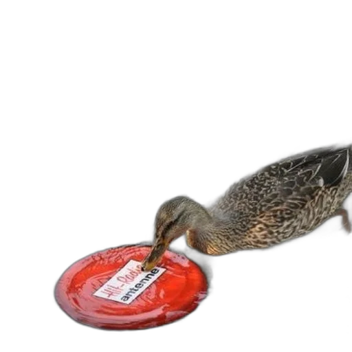 food, animal, duck, swimming transparent PNG cut-out