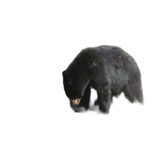 animal, creature, hair, staff transparent PNG cut-out
