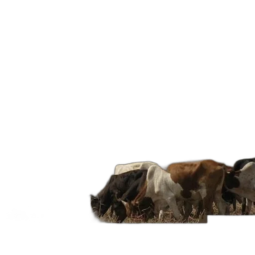furniture, animal, shoes, car transparent PNG cut-out