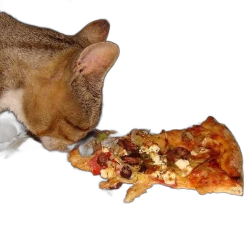 food, animal, cat, sniffing transparent PNG cut-out