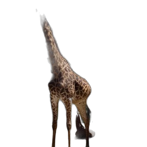 animal, creature, staff, weapon transparent PNG cut-out