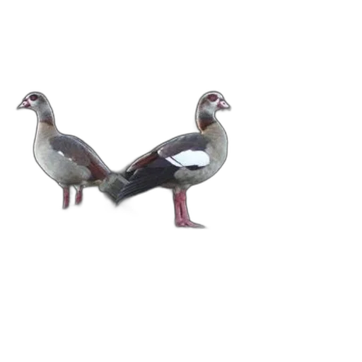 animal, shoes, jewelry, creature transparent PNG cut-out