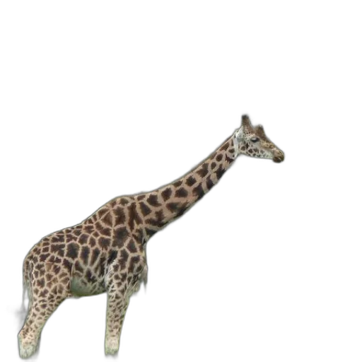 animal, creature, staff, jewelry transparent PNG cut-out