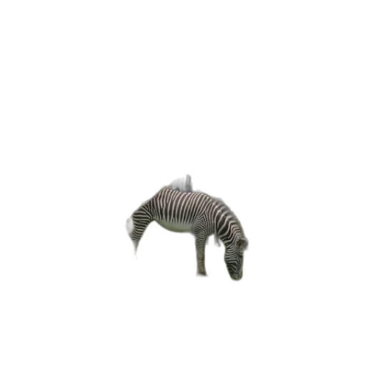 creature, animal, furniture, hair transparent PNG cut-out