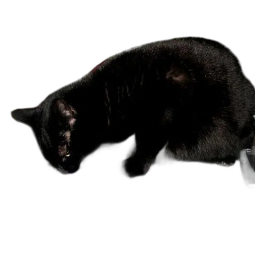 staff, animal, creature, weapon transparent PNG cut-out