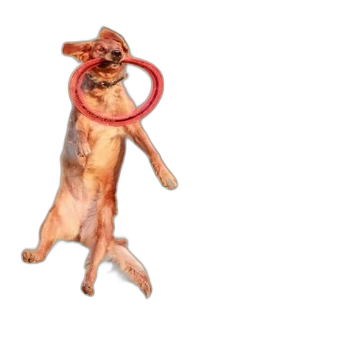 animal, staff, hat, creature transparent PNG cut-out