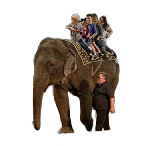 animal, creature, car, staff transparent PNG cut-out