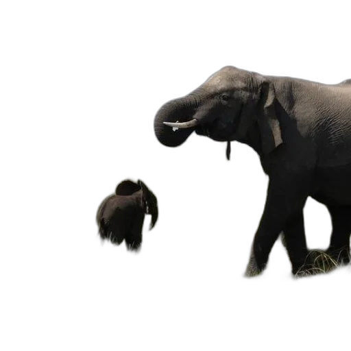 animal, creature, hat, weapon transparent PNG cut-out