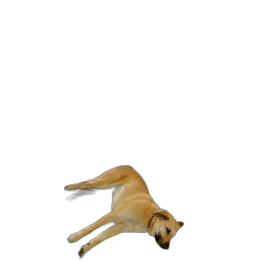 animal, creature, staff, shoes transparent PNG cut-out