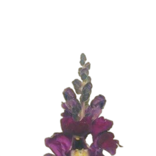 flower, crown, staff, jewelry transparent PNG cut-out