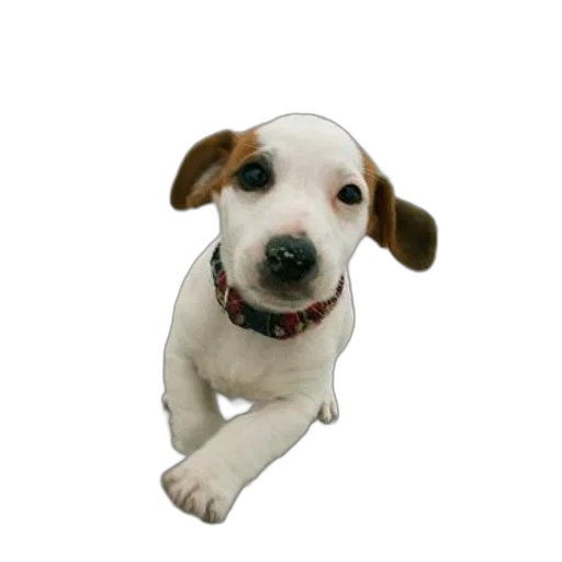 staff, animal, face, creature transparent PNG cut-out