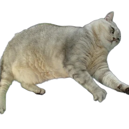 animal, creature, staff, food transparent PNG cut-out