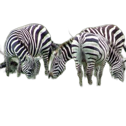 animal, jewelry, creature, furniture transparent PNG cut-out