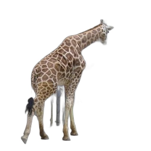 animal, creature, staff, weapon transparent PNG cut-out