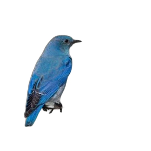 animal, staff, creature, jewelry transparent PNG cut-out