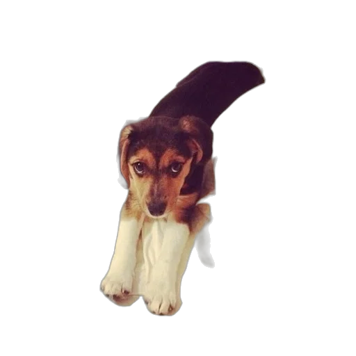 animal, staff, creature, weapon transparent PNG cut-out