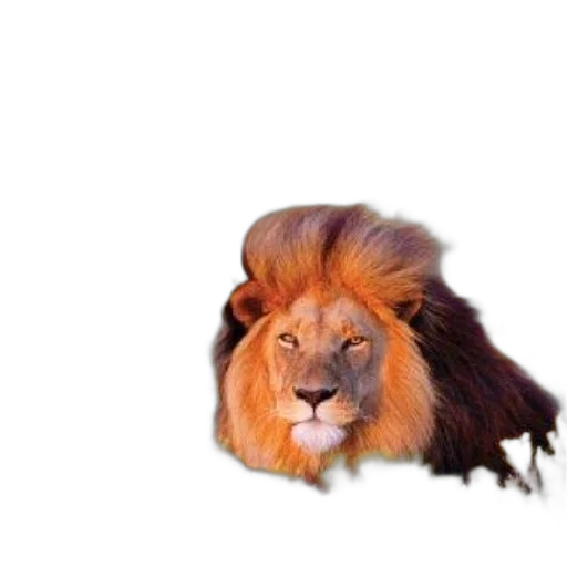 animal, crown, hair, creature transparent PNG cut-out