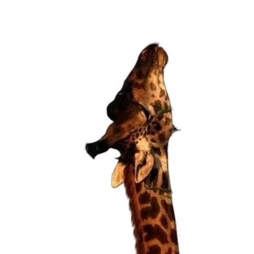 animal, weapon, staff, sword transparent PNG cut-out