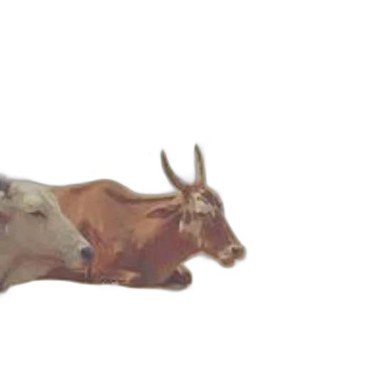 animal, food, creature, weapon transparent PNG cut-out