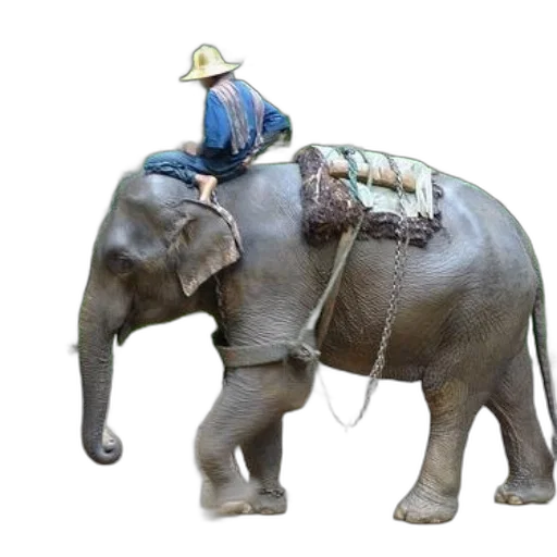 animal, hat, staff, creature transparent PNG cut-out