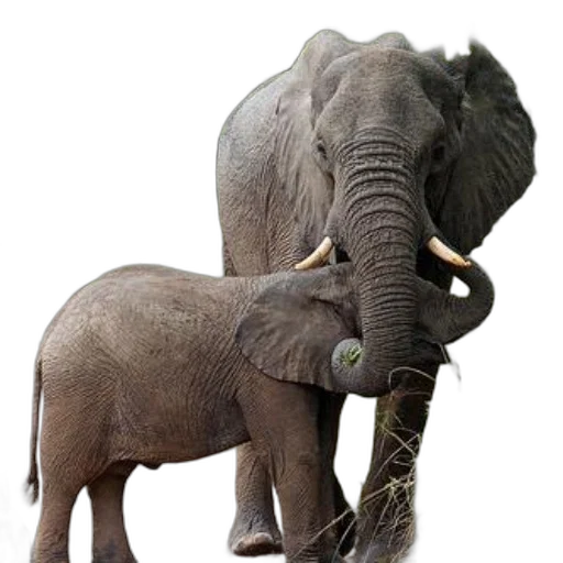 animal, staff, creature, weapon transparent PNG cut-out