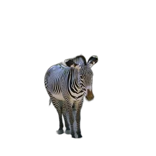 animal, creature, staff, robot transparent PNG cut-out