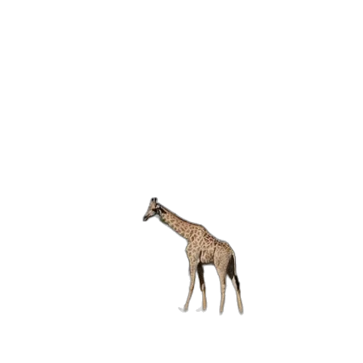 animal, creature, tree, furniture transparent PNG cut-out