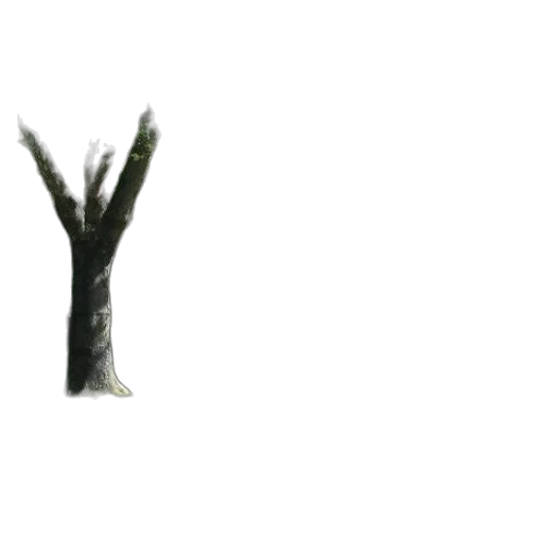 tree, crown, furniture, hair transparent PNG cut-out