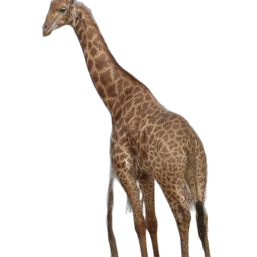 animal, creature, staff, jewelry transparent PNG cut-out