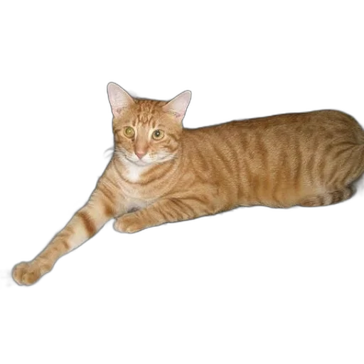 staff, animal, creature, jewelry transparent PNG cut-out