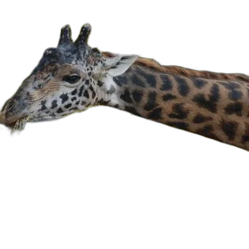 animal, staff, creature, weapon transparent PNG cut-out