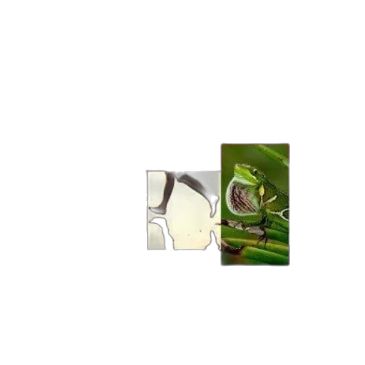 animal, dragon, creature, food transparent PNG cut-out