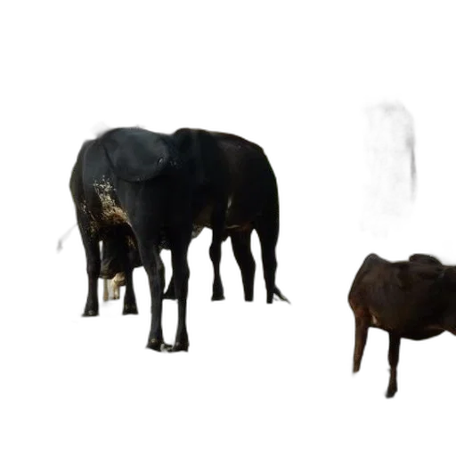 animal, creature, furniture, food transparent PNG cut-out