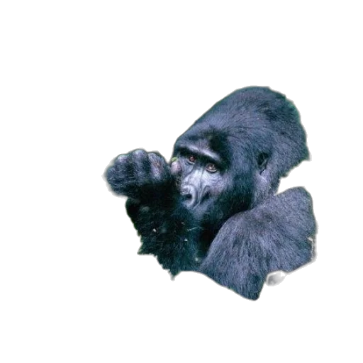 animal, creature, mask, crown transparent PNG cut-out