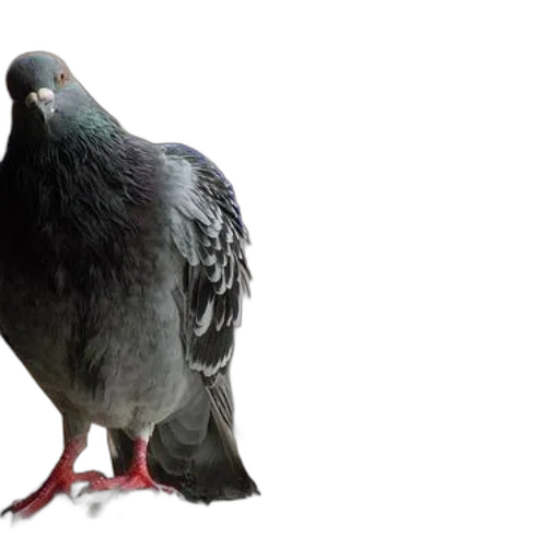 animal, creature, shoes, food transparent PNG cut-out
