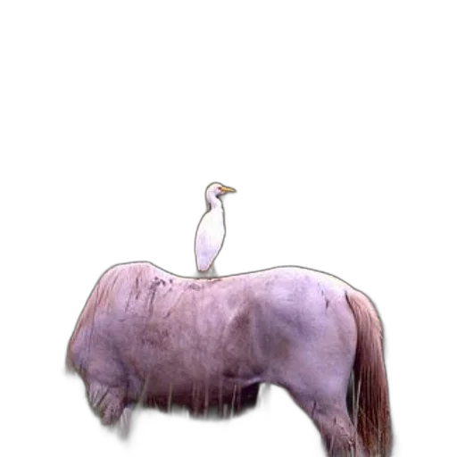 animal, creature, hair, hat transparent PNG cut-out