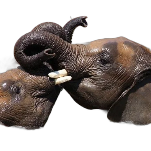 animal, staff, mask, photorealistic transparent PNG cut-out