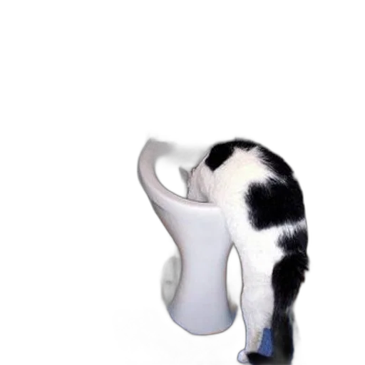 animal, bottle, shoes, staff transparent PNG cut-out