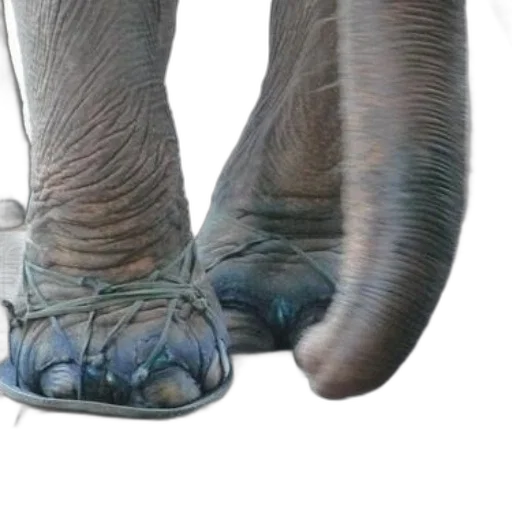 shoes, animal, creature, staff transparent PNG cut-out
