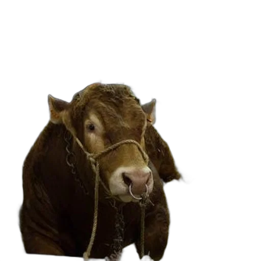 animal, creature, jewelry, food transparent PNG cut-out