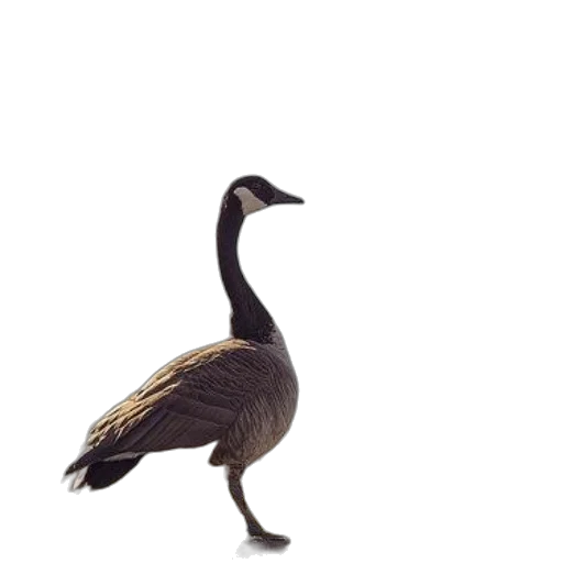 animal, creature, staff, hat transparent PNG cut-out