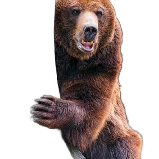 animal, creature, staff, face transparent PNG cut-out